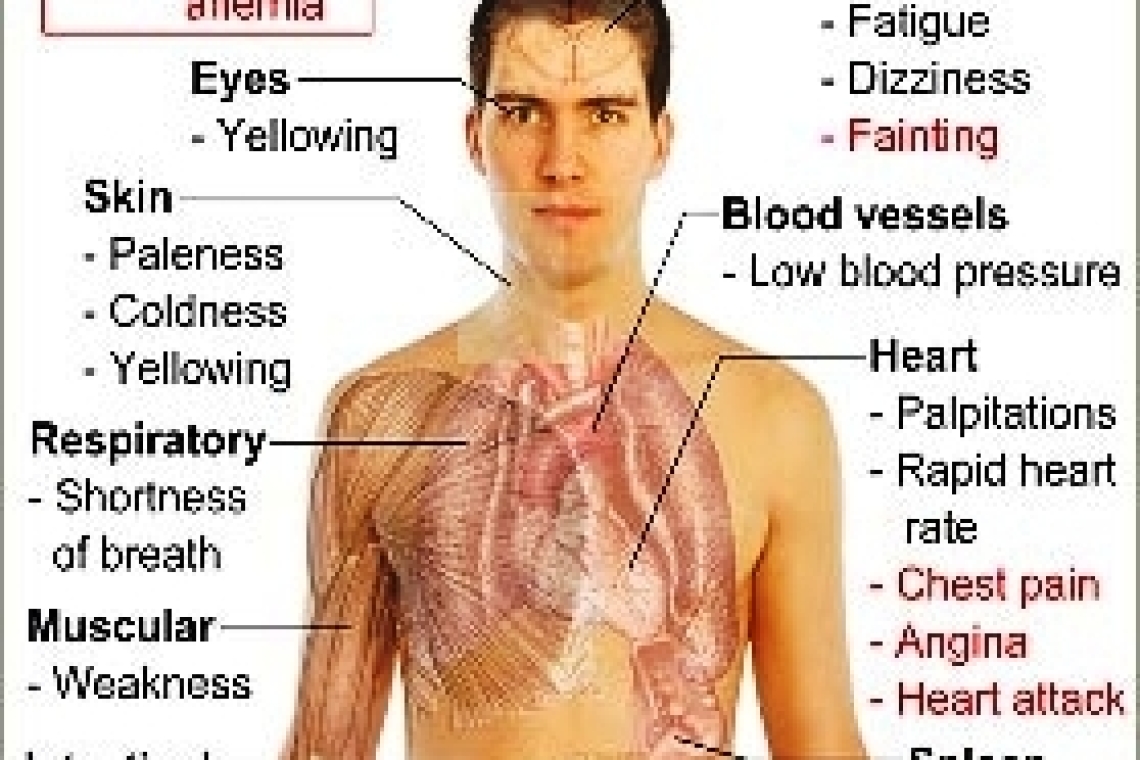 Железо. Содержание железа в продуктах. Гемовое железо.