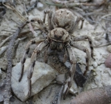 Тарантулы в Беларуси. Народные способы лечения укусов.