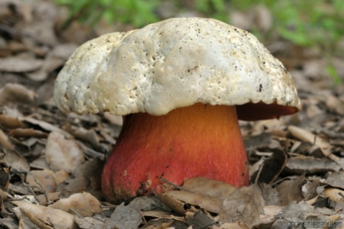 Сатанинский боровик