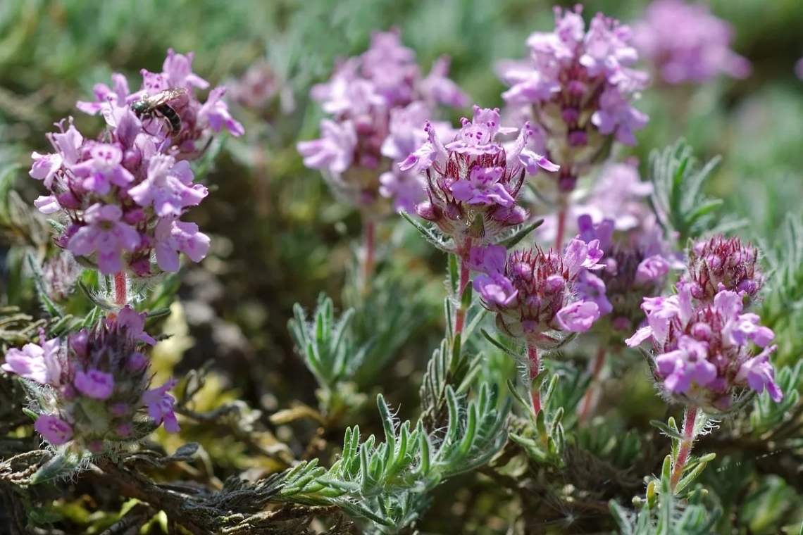 Чабрец. Тимьян ползучий. Полезные свойства и применение.