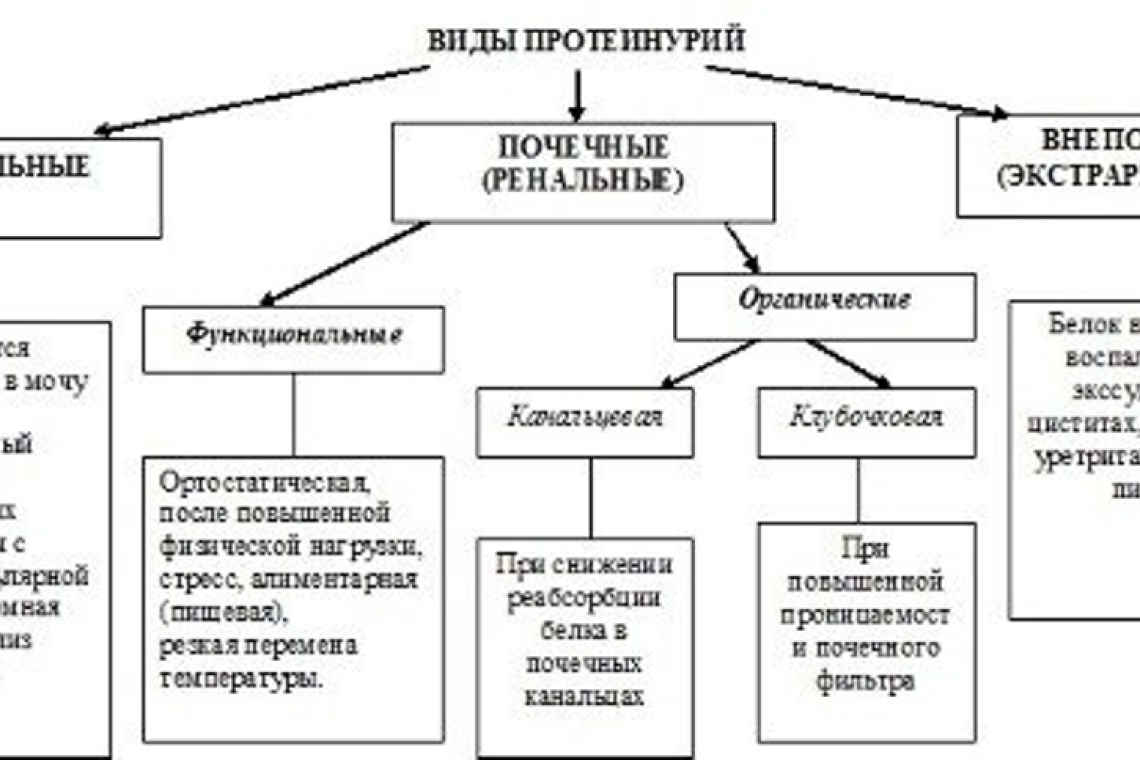 Белок в анализе мочи (протеинурия, микропротеинурия) .