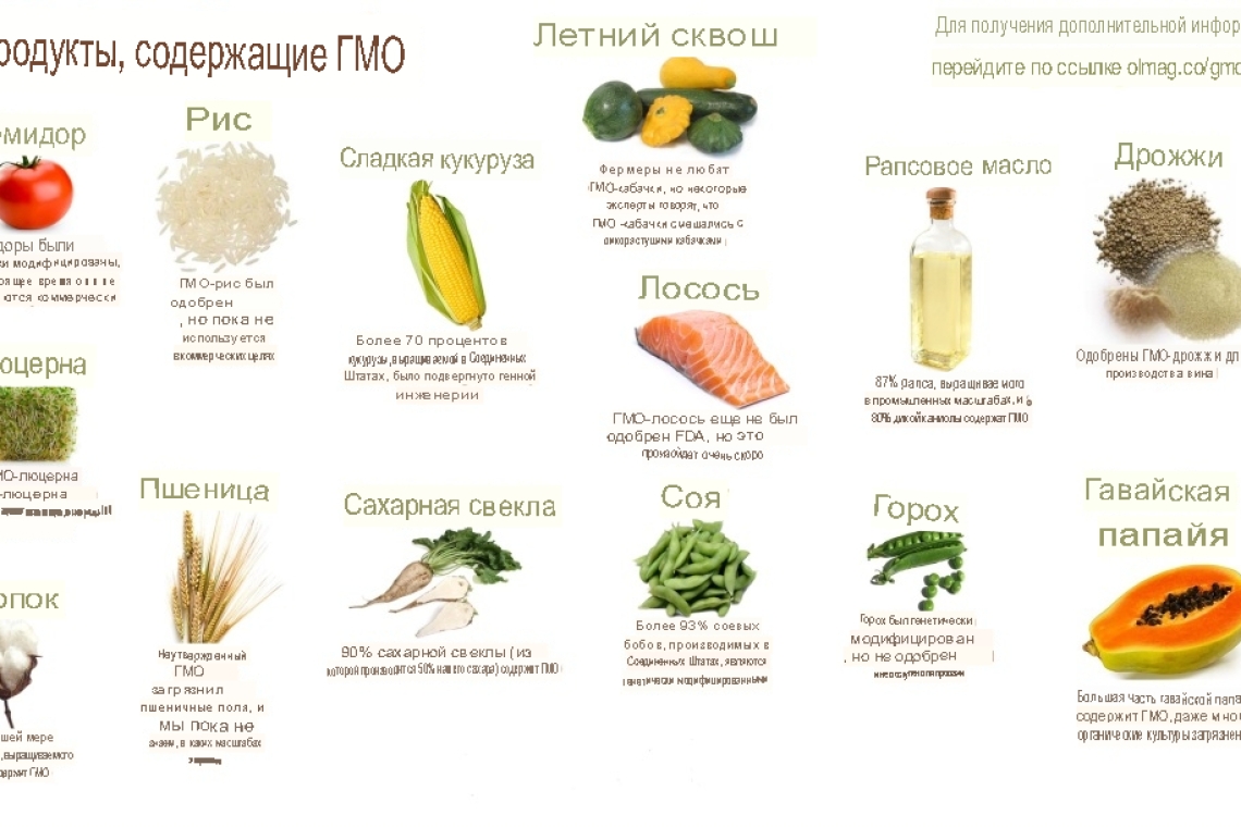 Генная модификация растений, ГМО– панацея или вред для человечества