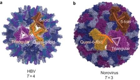 Норовирусы