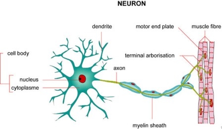 Синдром Гийена-Барре