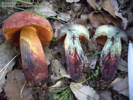 Боровик (дубовик) Келе