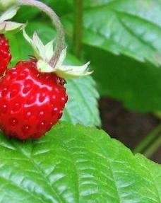 Земляника.