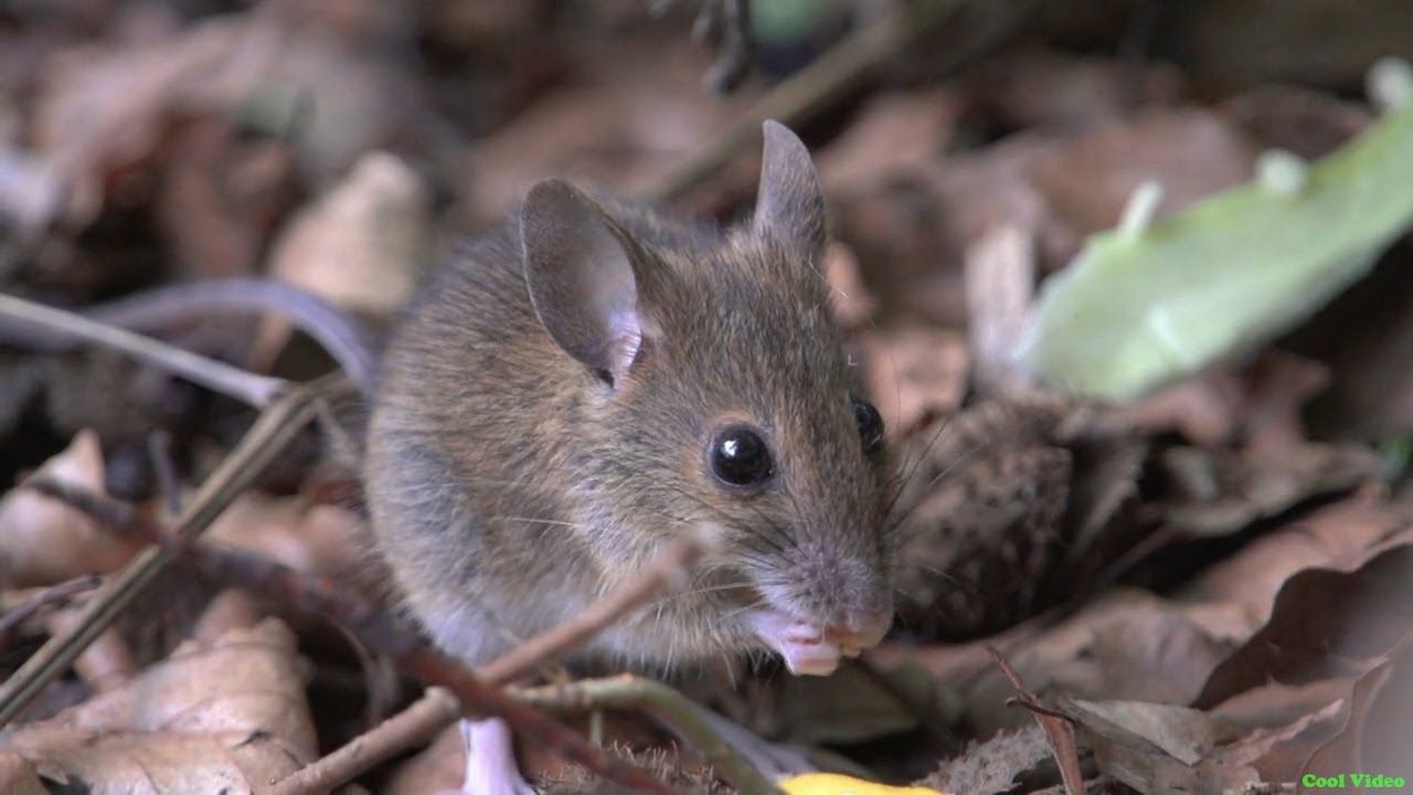 Мышинная болезнь, ГЛПС