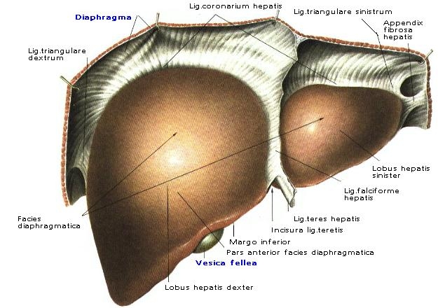 ДИЕТА № 5. Питаться при холецистите.